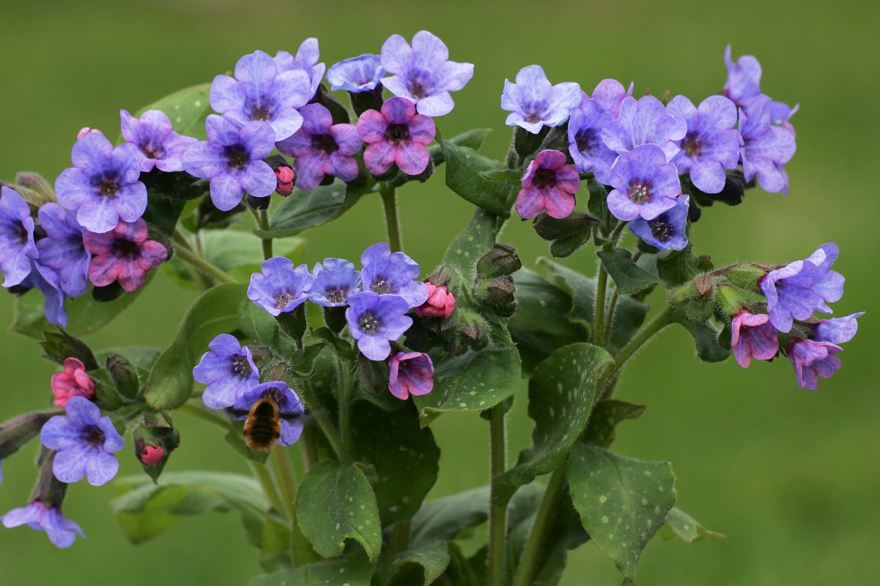 Медуница (Pulmonaria). Медуница длиннолистная. Pulmonaria officinalis. Медуница неясная (Pulmonaria Obscura). Как выглядит цветок медуница