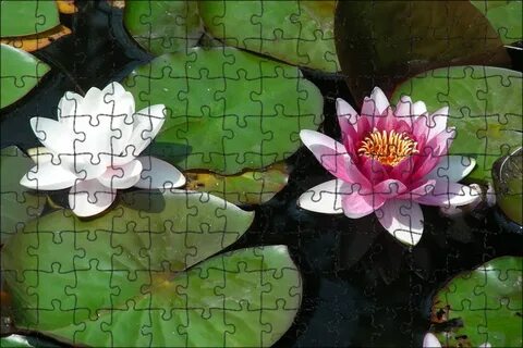 Водное растение 5