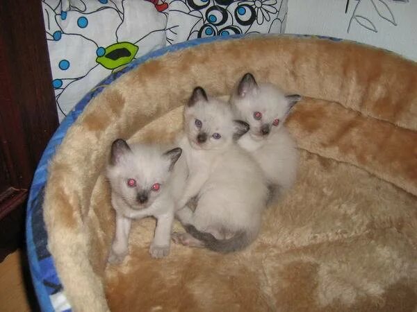 Месяц котятам можно отдавать. Сиамские котята недельные. Сиамские котята какие в месяц бывают. В каком возрасте отдают котят. Сиамские котята с мамой т папой.