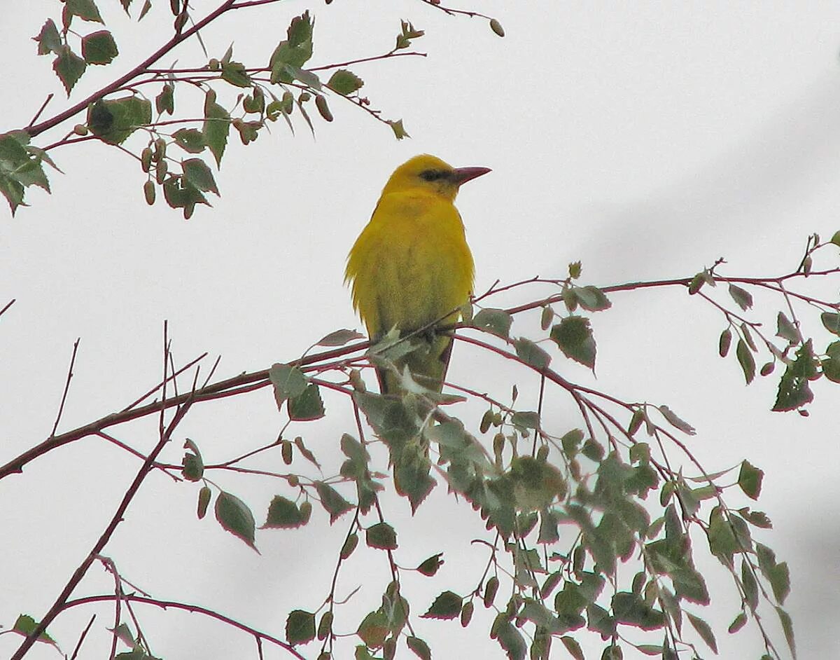 иволга дерево. рондо я вернусь. иволга рязань. александр иванов я вернусь. иволга птица гнездо.