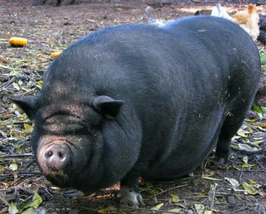 Big pig. Вьетнамская вислобрюхая свинья. Вьетнамская вислобрюхая порода. Вьетнамская вислоухая свинья. Вьетнамская кубышка Свинка.