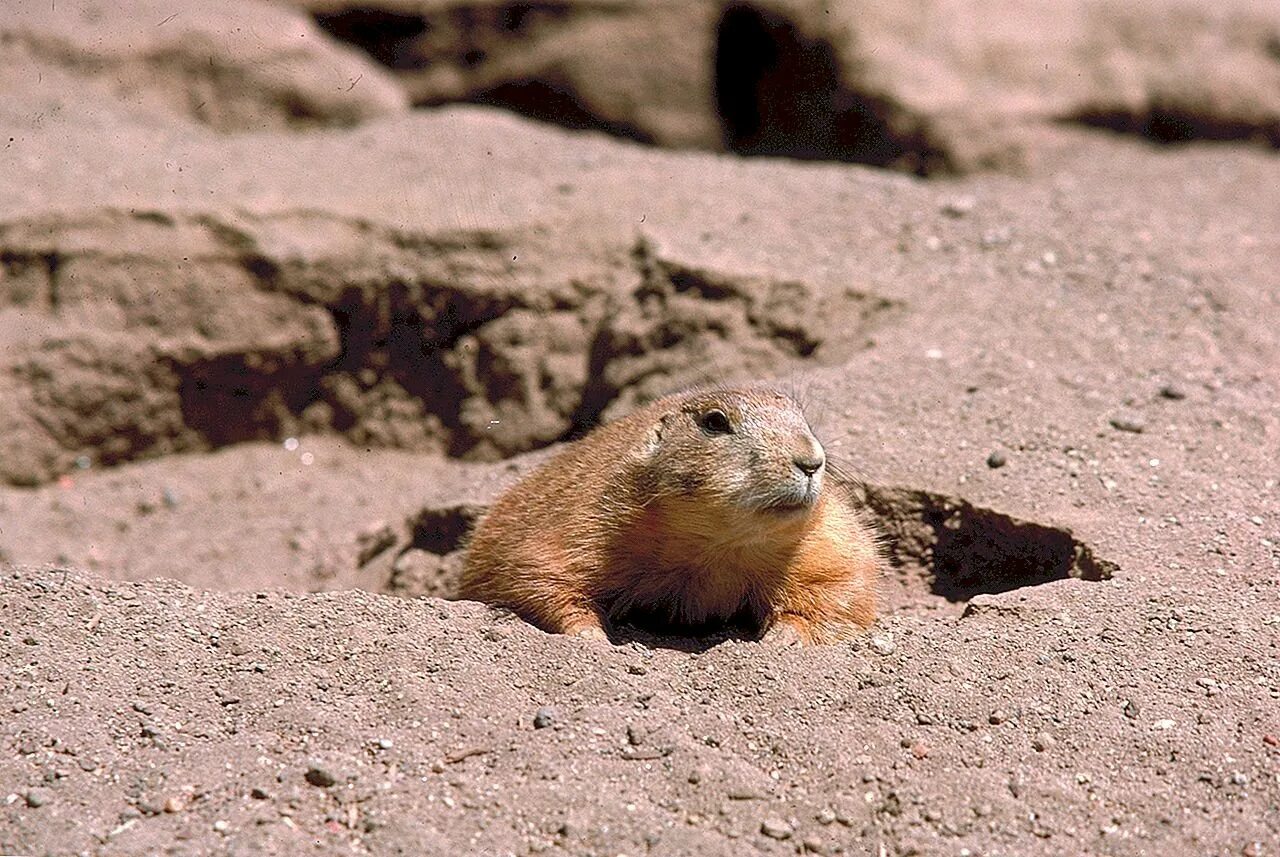 Норы сурков. Байбак нора. Суслик байбак. Сурок норка. Забайкальский суслик.
