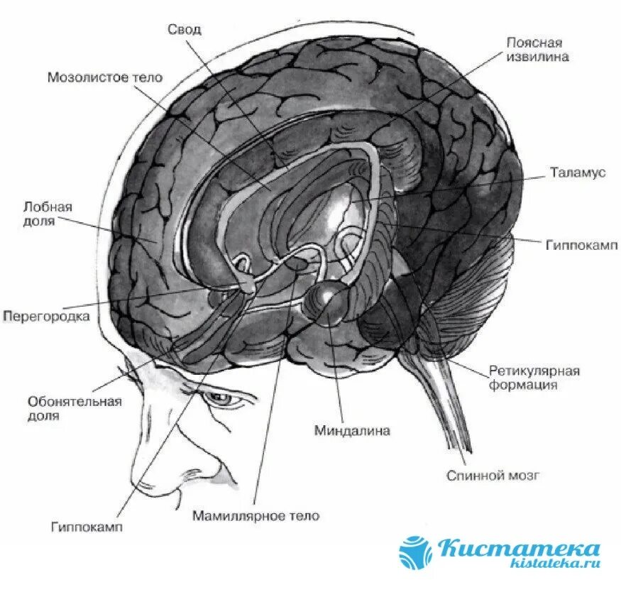 Спайки головного мозга. Лимбическая система головного мозга. Лимбическая система головного мозга анатомия. Структуры лимбической системы головного мозга функции. Поясная извилина лимбической системы.