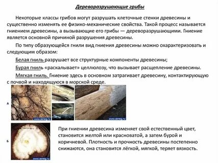 Внешние признаки древесины