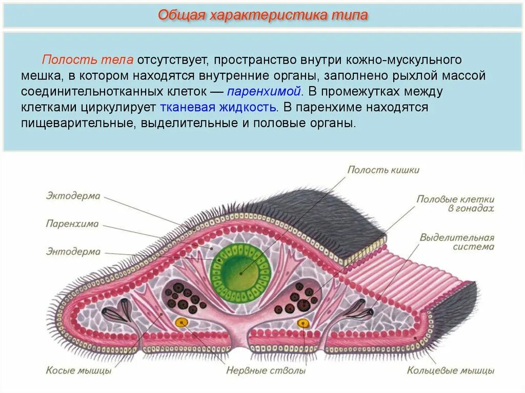 Плоские черви первичная полость тела. Плоские черви кожно-мускульный мешок мышцы. Кожно-мускульный мускульный мешок планарии. Кожно мускульный мешок паренхима плоские черви. Ресничные черви кожно мускульный мешок.