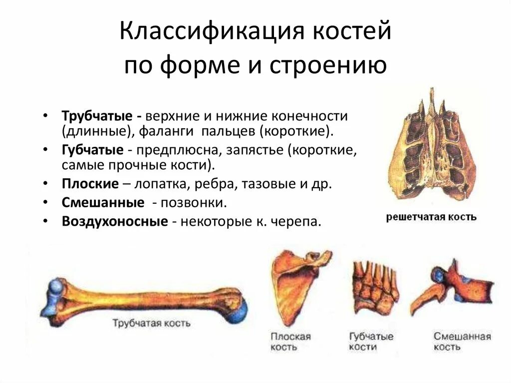 Губчатые кости кости конечностей