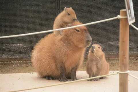 Костюм капибары