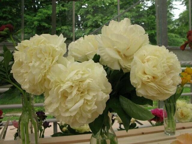 блонд вижен. пион лемон шиффон. Blonde vision – блонд вижн. блонд вижен. пион блонд вижен.