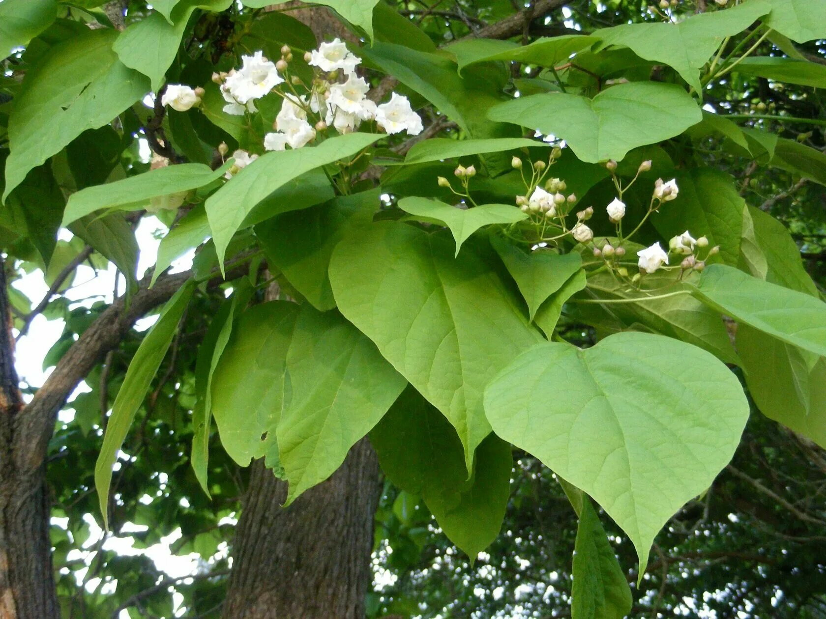 Катальпа сиренелистная. Катальпа бигнониевидная (Catalpa bignonioides). Катальпа сиреневидная. Катальпа бегониелистная. Дерево с огромными листьями