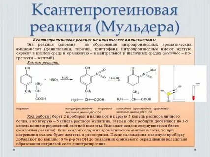 Яичный белок азотная кислота