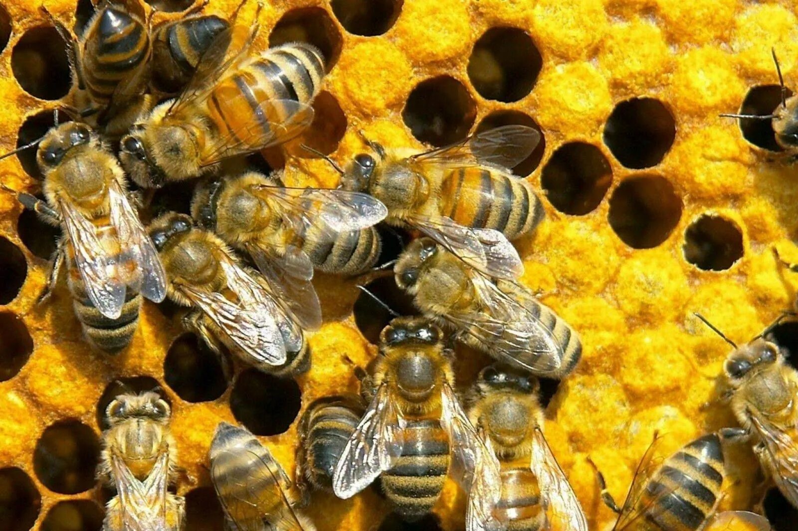 Пчелиное маточное молочко (Королевское желе). Маточное молочко пчел. Пчелы пасека. Пчела фото.