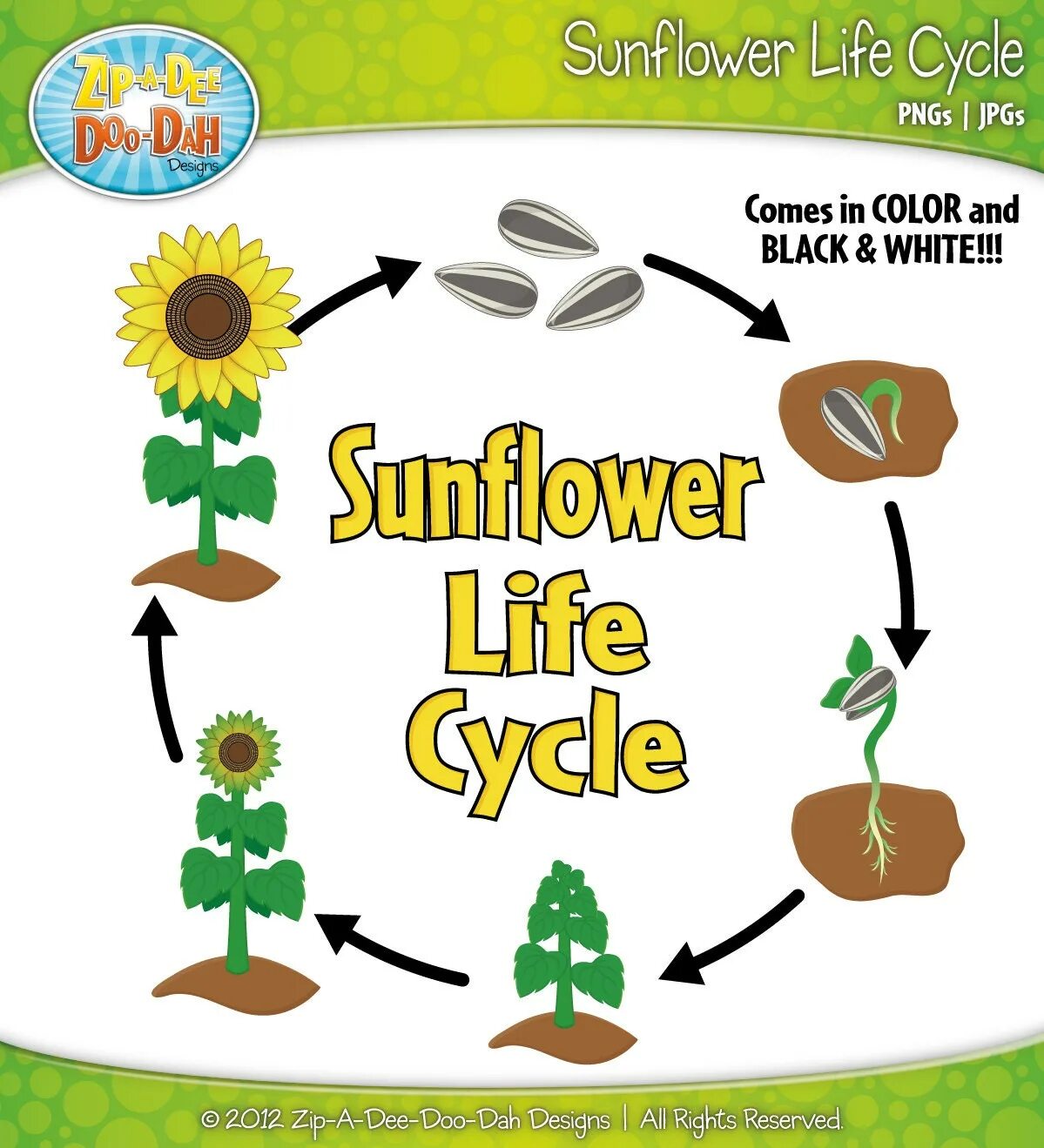 Sunflower Life Cycle. Life Cycles. Plant Life Cycle. Plant Life Cycle for Kids. Plant cycle