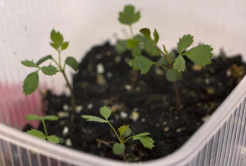 роза полиантовая всходы. росток боярышника. мальва всходы рассады. розы рассада вырастить. сеянцы розы.