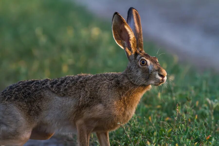 Арабский русак. Заяц русак зимой. Заяц русак (lepus europaeus). Заяц-русак. Заяц русак бежит.
