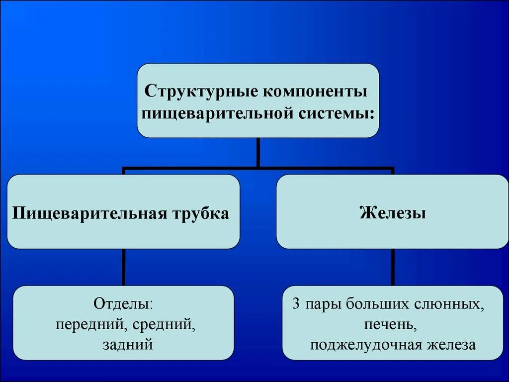 Структурные компоненты пищеварительной системы. Компоненты пищеварительной трубки по порядку. Источники развития компонентов пищеварительной трубки. Орган является структурным компонентом. Структурным элементом классификации является