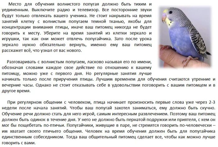 Как правильно кормить попугаев волнистых