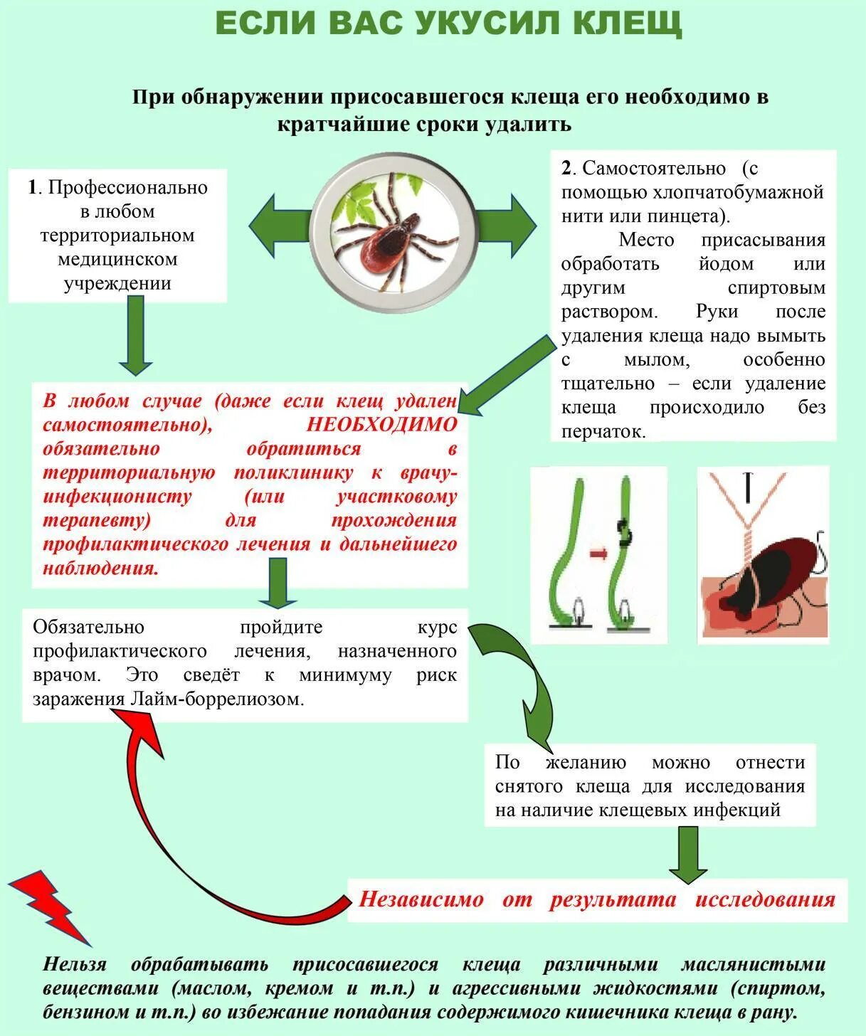 Какие симптомы при клещах. Тактика фельдшера при укусе клеща. Памятка оказание первой помощи при укусе клеща. Алгоритм действия при укусе клеща для детей. При обнаружении клеща впившегося в тело необходимо.