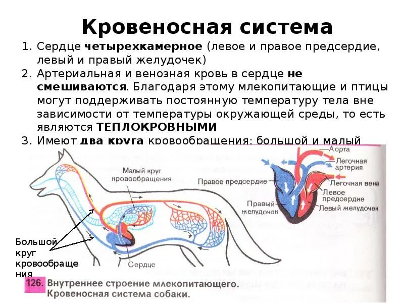 Строение кровеносной системы млекопитающих таблица. Кровеносная система млекопитающих 7 класс биология. Внутреннее строение млекопитающих. Внутреннее строение млекопитающих презентация.