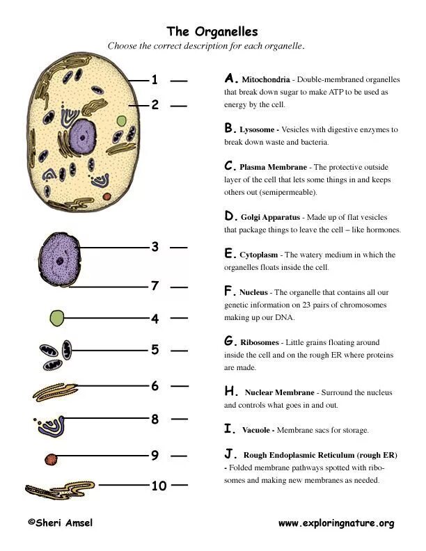 Cell in programming. Органеллы клетки схема цитология. cell structure worksheet. biology worksheets. органоиды клетки гистология.