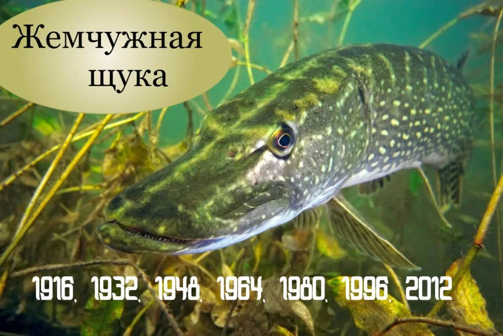 Жемчужная щука по славянскому календарю. Год щуки по славянскому календарю. Жемчужная щука по славянскому календарю. Бог покровитель чертога щуки. Жемчужная щука по славянскому календарю.