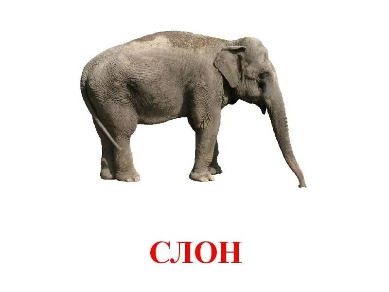 Слоновое слово. Слон карточка для детей. Карточки Домана Дикие животные. Карточка с изображением слона. Слон для детей.