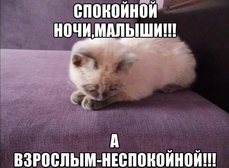 Спокойно прочее. Пожелания спокойной ночи мемы. спокойной ночи смешные картинки. спокойной ночи прикол.