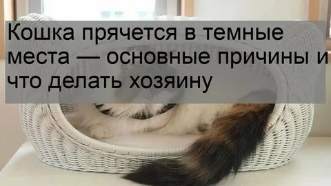 Почему кошка прячется