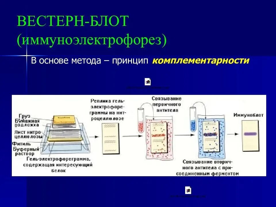 Вестерн блот анализ