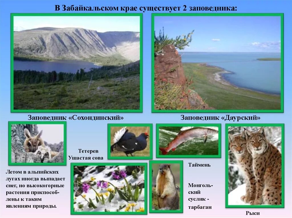 Забайкальский край какая природная зона. Сохондинский заповедник Забайкальского края. Сохондинский заповедник Забайкальского края животные. Заповедники России. Растения и животные Сохондинского заповедника.