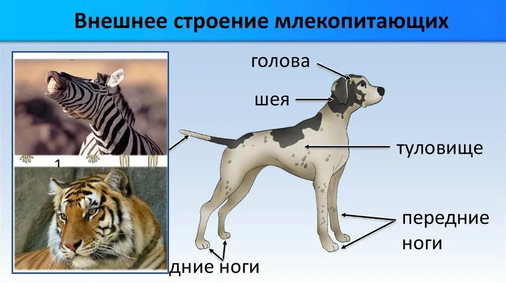 Внеш строение млекопитающих. Внешнее строение млекопитающих 7 класс биология. Внешнеестраение млекопитающих. Внешнее строениемлекопиьающих. Практическая работа особенности строения млекопитающих