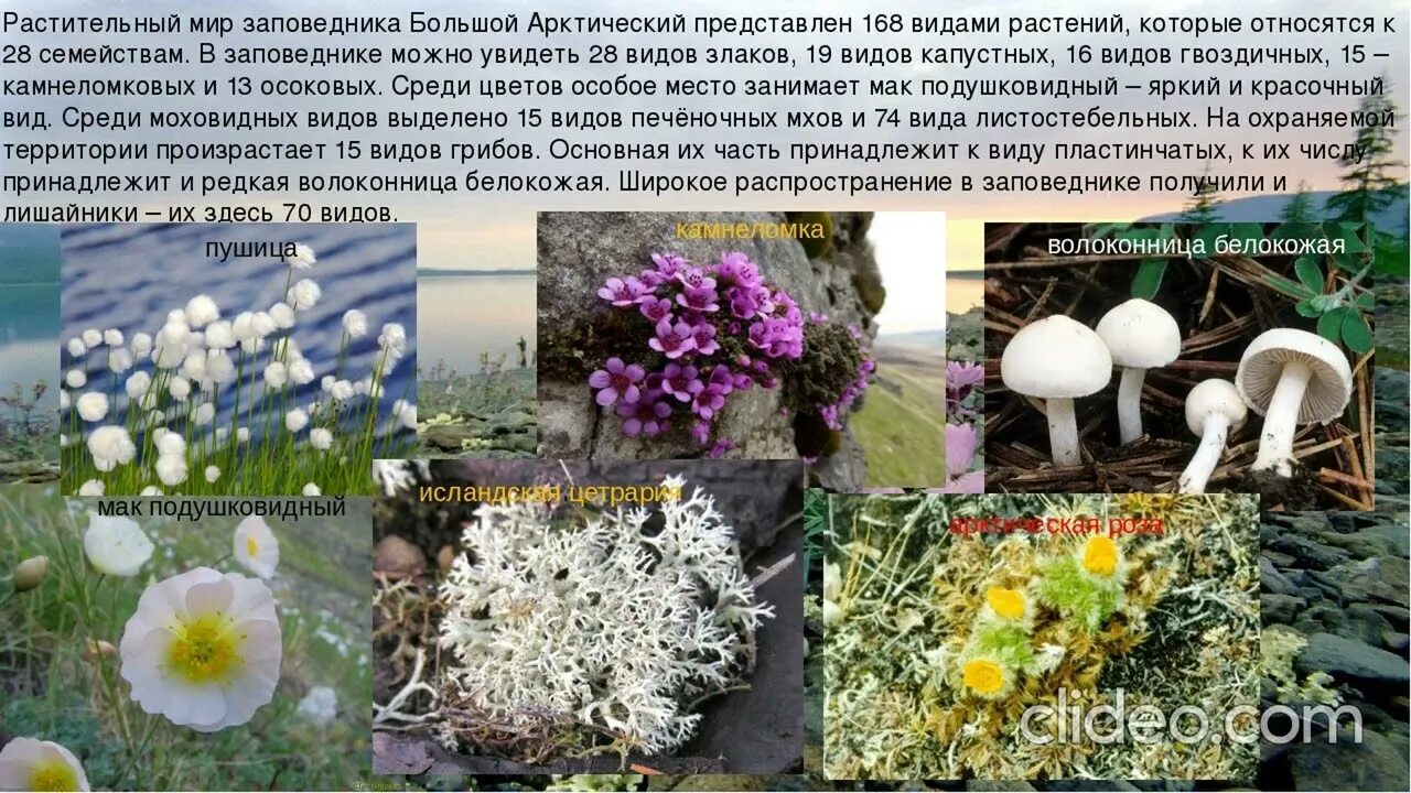 Открыт приём заявок на первую арктическую премию России "Хранители Севера"