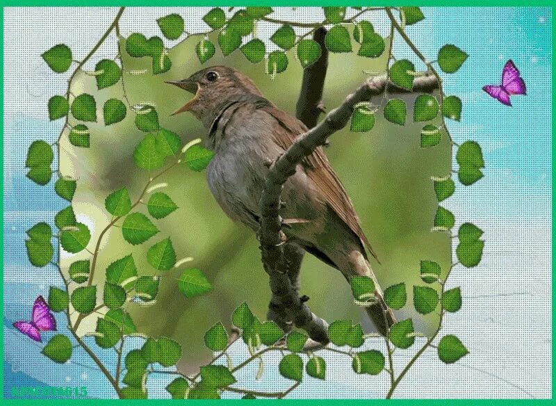 Заливаются звонкой трелью соловьи в густых деревьях. Птицы поют. Птицы поют весной. Соловей Соловушка.