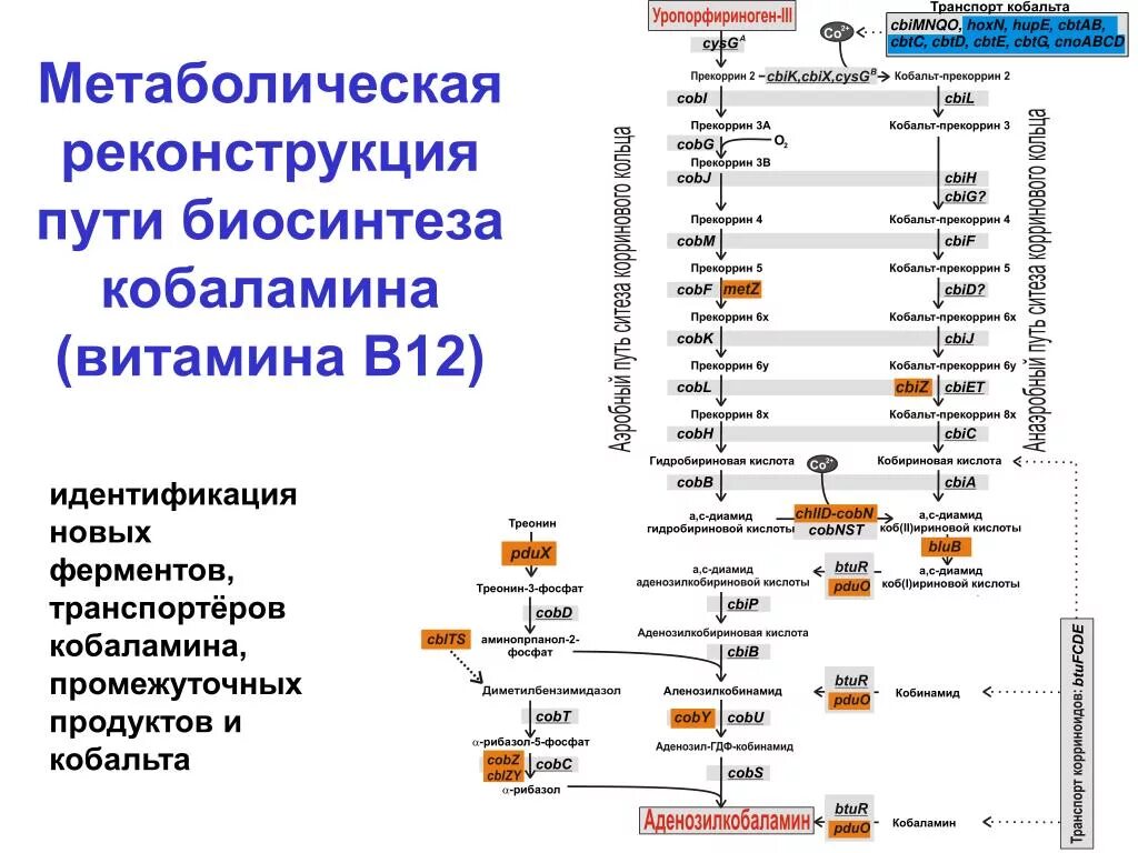 Биосинтез витаминов. Биосинтез витамина в12 схема. Биосинтез витамина в12. Метаболические функции витамина в12. Метаболический путь витамина в1.