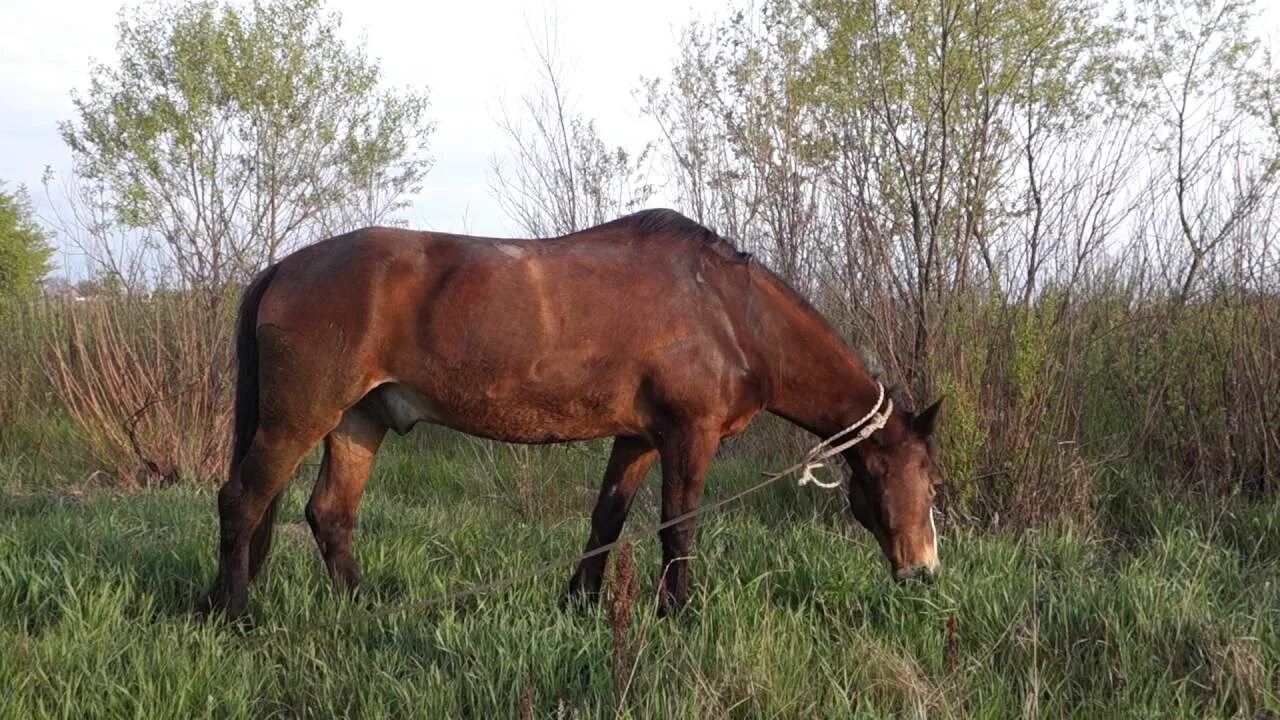 Старая лошадка