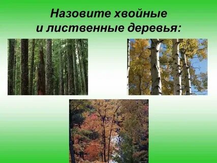 Чем отличаются друг от друга деревья