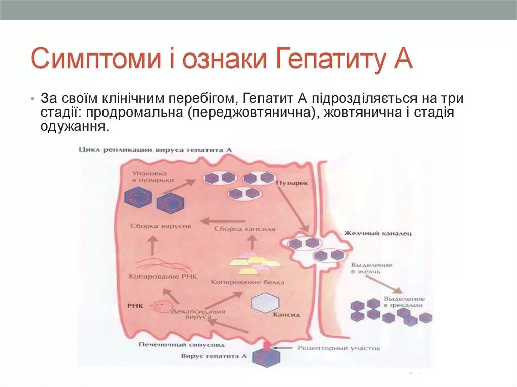 Интегративный гепатит. Вирус гепатита b схема репликации. схема репликации вируса гепатита а и б. цикл репродукции вируса гепатита а. схема репродукции вируса гепатита в.