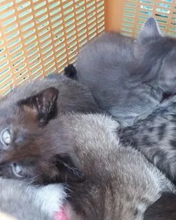 Птичий рынок продать котят