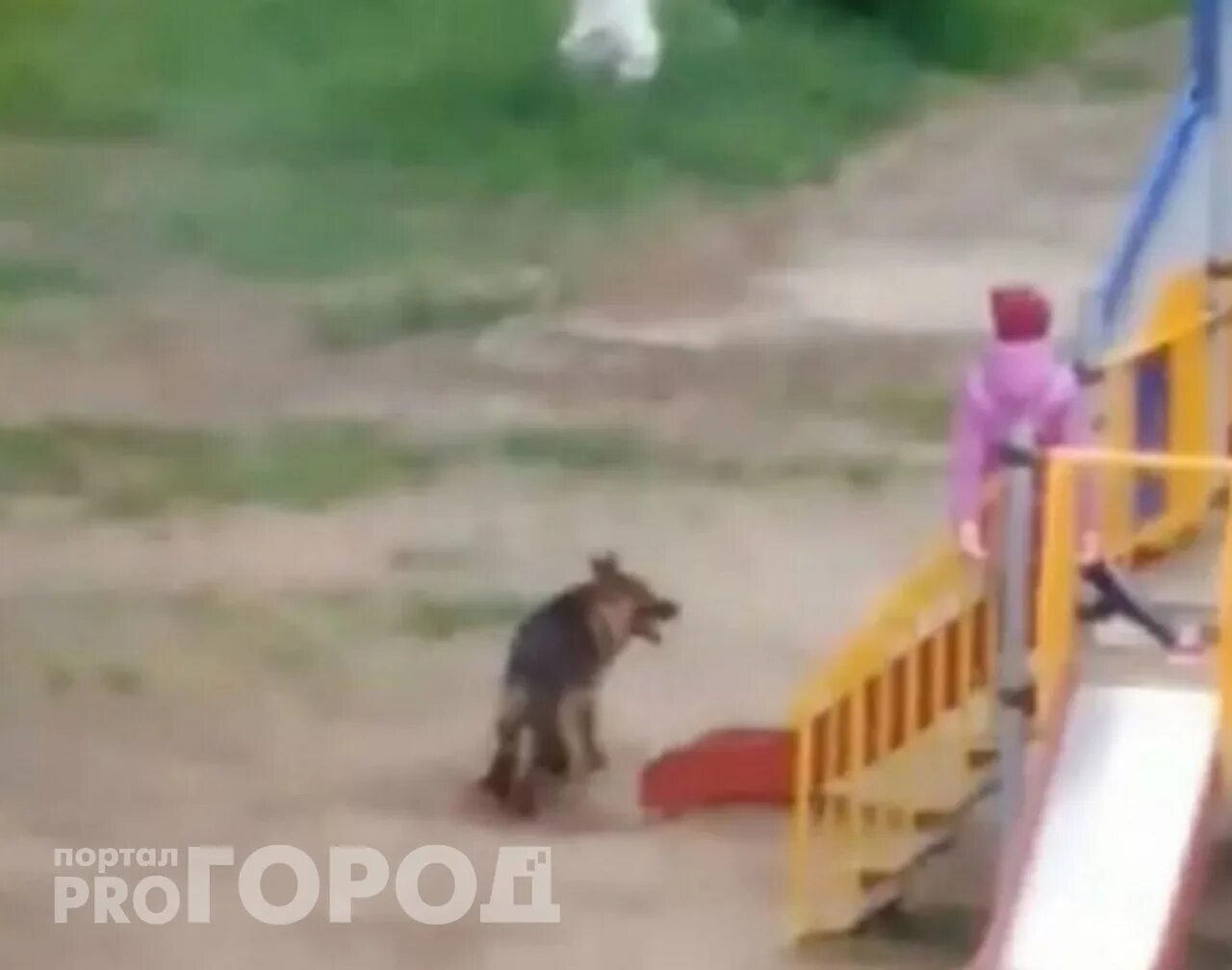 Собака чуваш. Собаки чувашия. Щенки чувашия. Уличные собаки. Собаки чувашии.