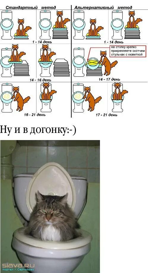Как приучить кошку. Как приучить кота к унитазу. методика приучения кота к унитазу. приручил кота. приучение взрослой кошки к унитазу.