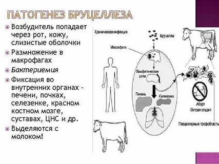 Диагностика бруцеллеза у человека