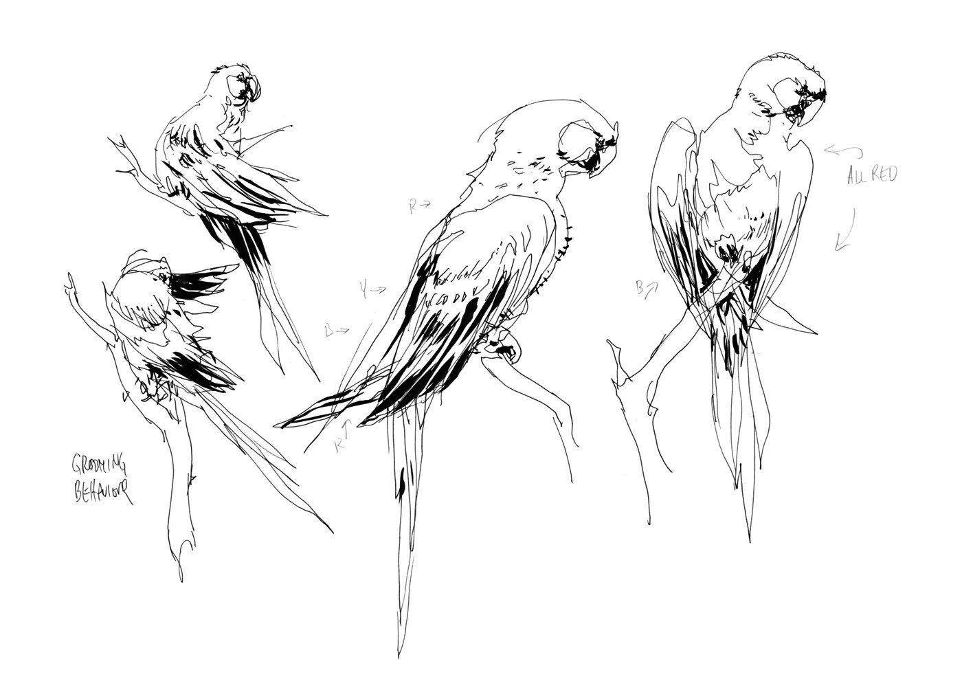 Карандашный набросок 5 букв сканворд. Зарисовки птиц. Наброски и зарисовки птиц. Птица скетч. Зарисовки животных в движении.