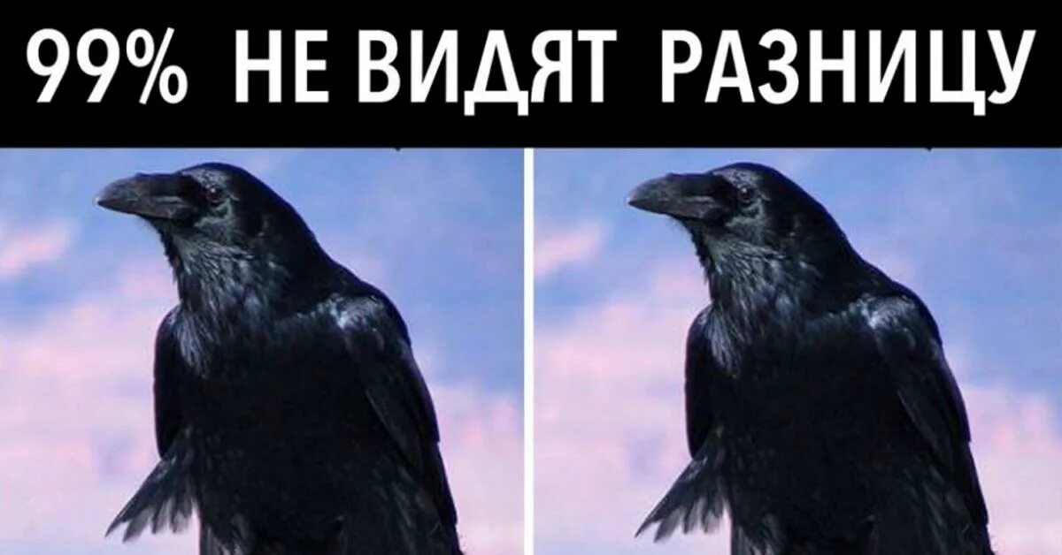Где есть разница. Разница между вороном и вороной. как видит ворона. ворона и ворон различия. мем видишь разницу.