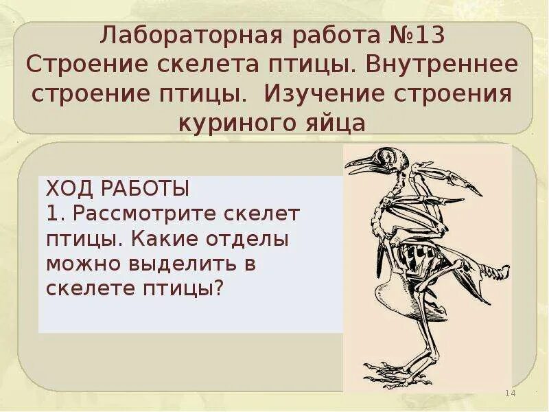 Исследование особенностей скелета птицы лабораторная работа 8