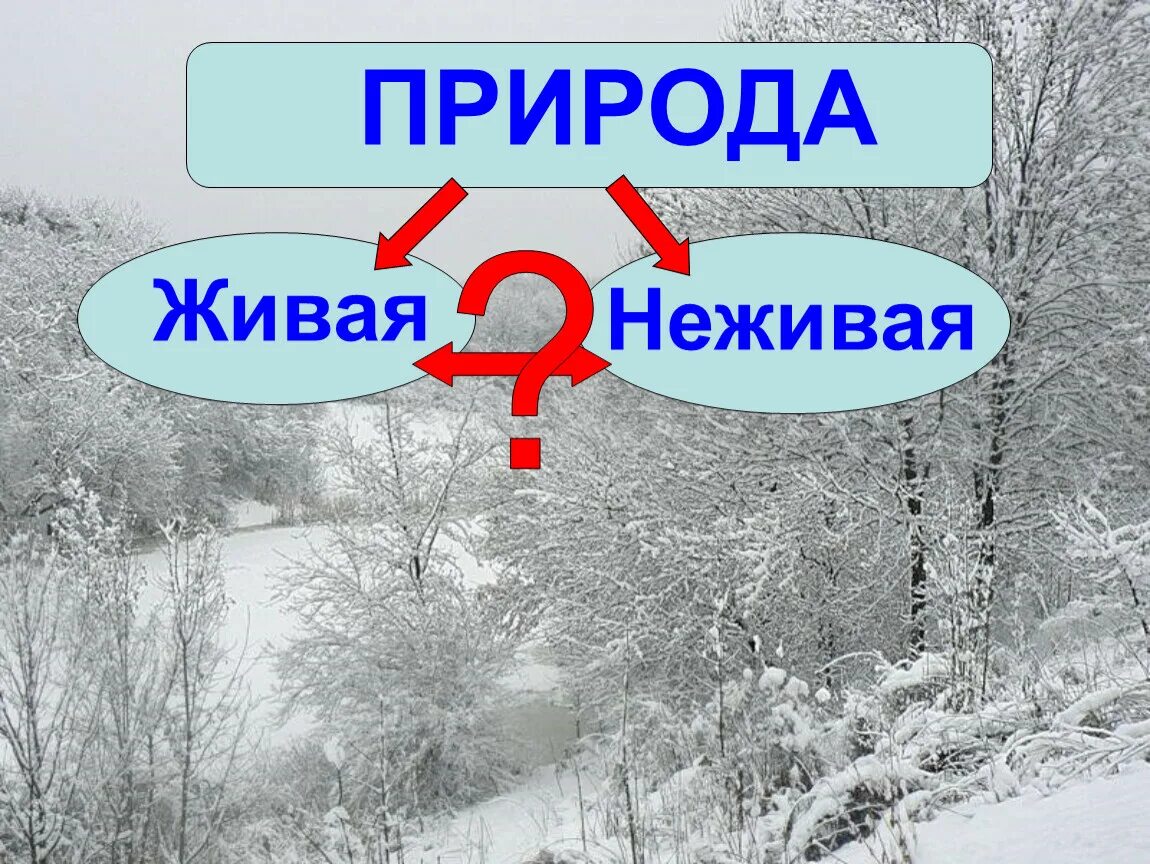 Зима живая и неживая. Живая и неживая природа зимой. Изменения в природе зимой. Живая природа зимой окружающий мир. Живая и неживая природа зимой окружающий.