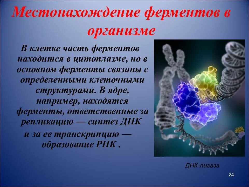 Ферменты в организме. Местонахождение ферментов в организме. Ферменты человеческого организма. Клеточные ферменты.