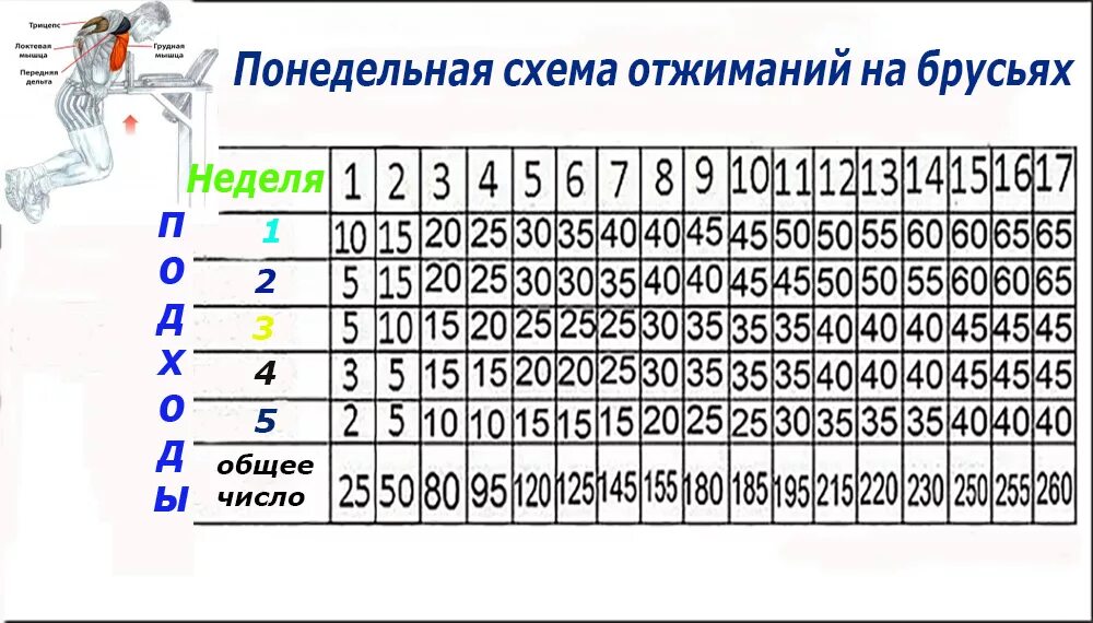 Брусья для начинающих программа