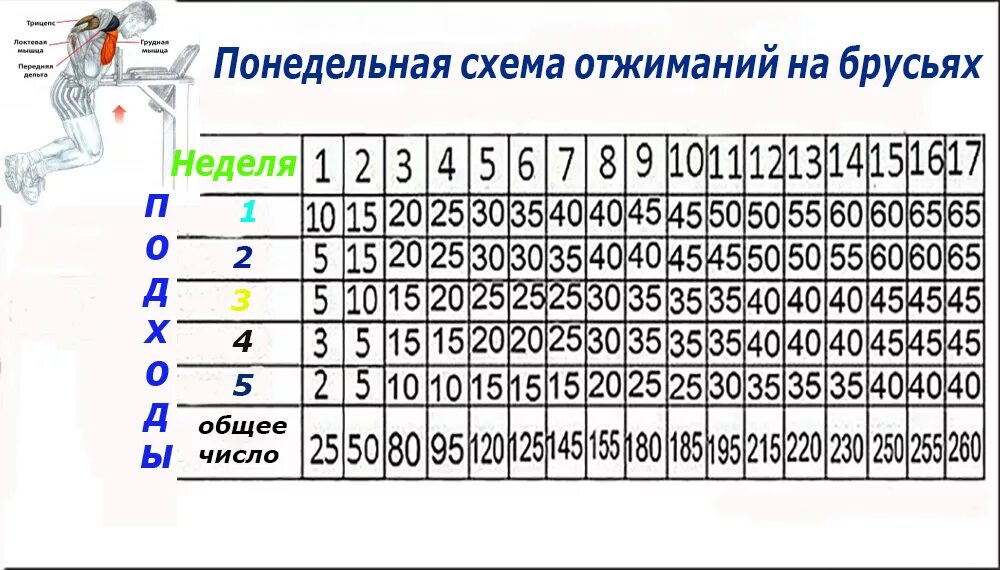 Упражнения подтягивания отжимания. Отжимания на брусьях программа 30 недель. Программа тренировок на брусьях для начинающих. Отжимания на брусьях план тренировок. Схема отжиманий на брусьях для роста мышц.