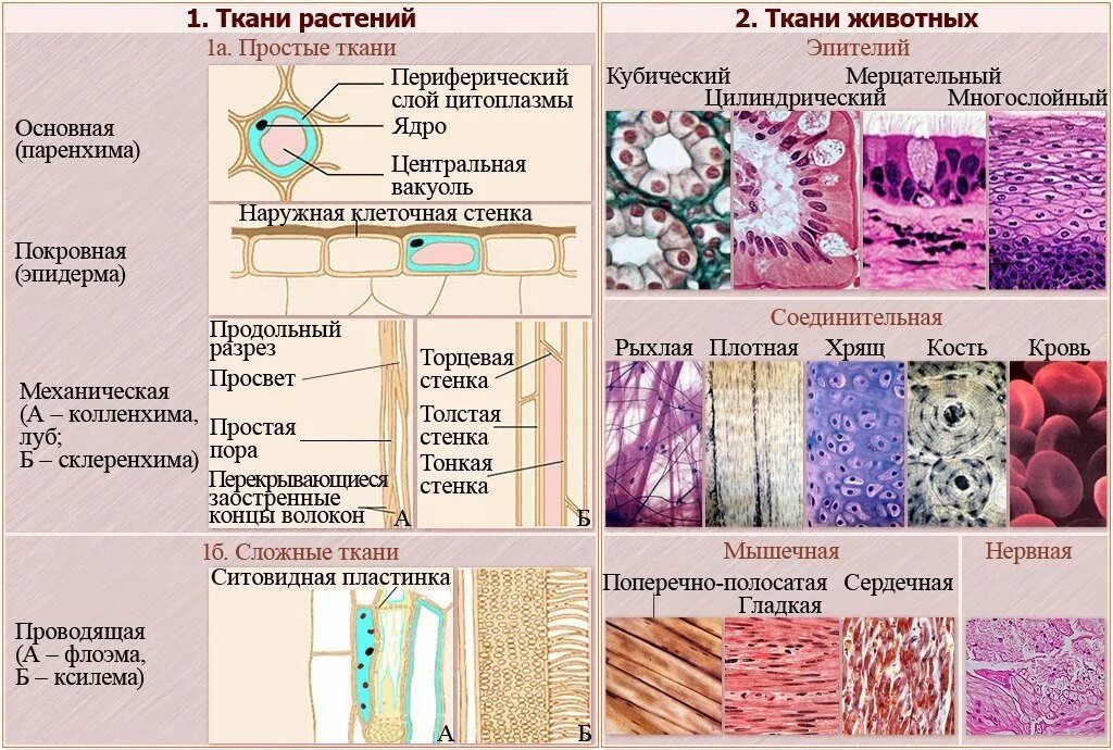 Почему ткани выполняют разные функции. Ткани растений и животных 5 класс биология. Биология ткани человека таблица. Ткани животных и ткани растений таблица. Виды тканей животных таблица ЕГЭ по биологии.