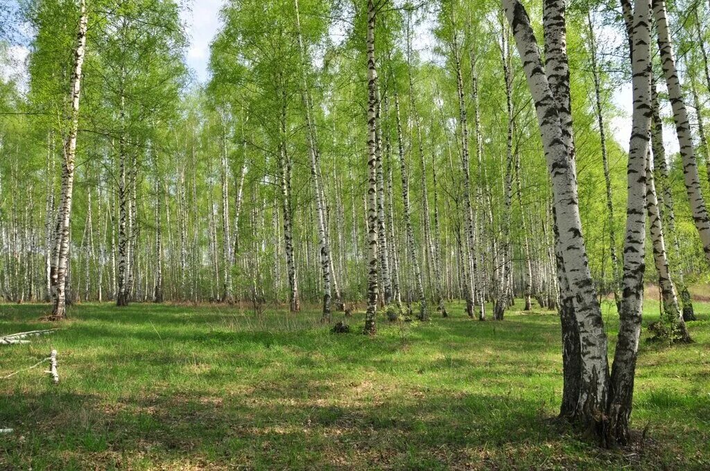 Км березка. Березовая роща. Березовая роща Ясная Поляна. Березовая роща Сергиев Посад. Березовая роща Завьялово.