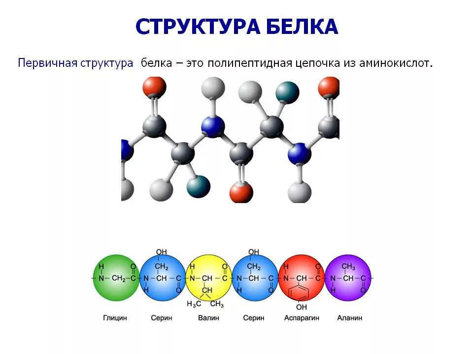 Белок из аминокислот. Белки состав и структура аминокислот. Цепочка аминокислот структура белка. Белок химическое строение. Белки строение аминокислоты.